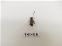 藏品(義大利蜂)的圖片